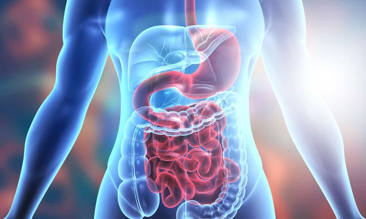 digestive system