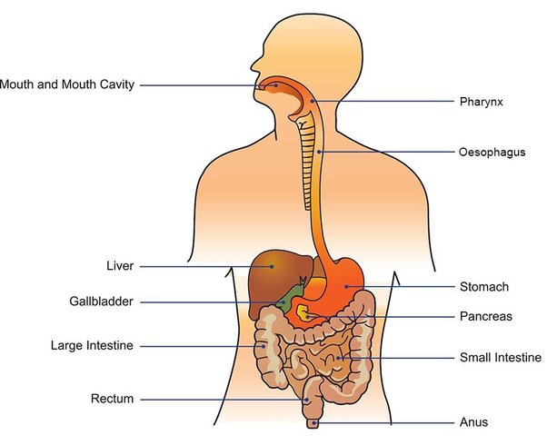 digestive system words